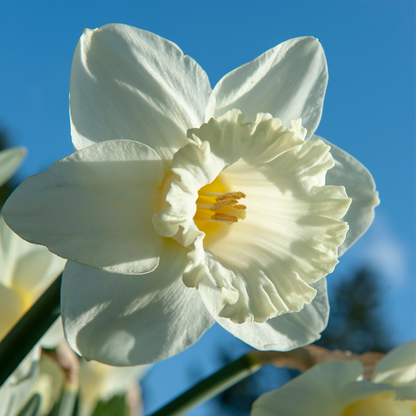 Daffodil Påsklilja - Set Om 15 - Narcissus 'Mount Hood' - Blomlökar - Geel