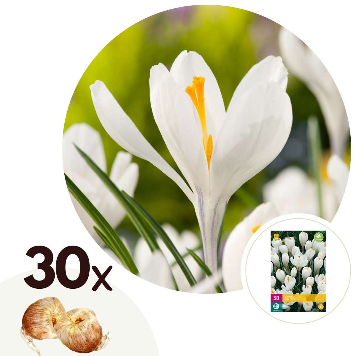 Florastore Krokuslökor - Set Om 30 - Crocus 'White' - Blomlökar - Vit