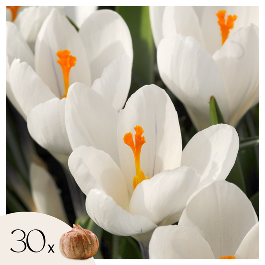 Crocus Krokuslökor - Set Om 30 - Crocus 'White' - Blomlökar - Vit