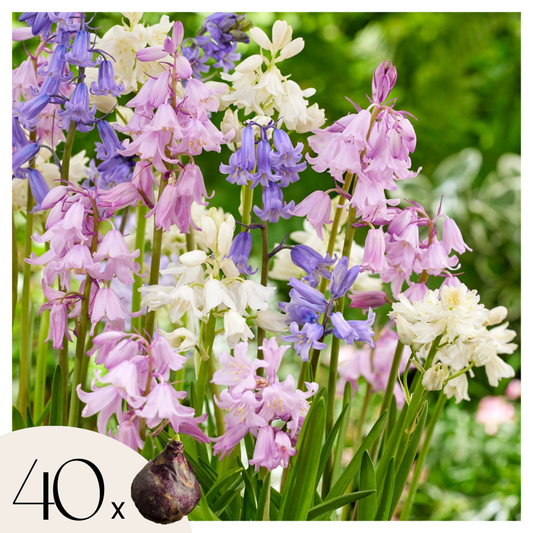 Florastore Humleväxter - Set Om 40 - Hyacinthoides Hispanica - Blomlökar - Flerfärgad