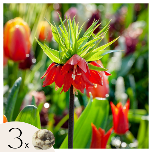 Florastore Kungsängslilja - Set Om 3 - Fritillaria Rubra - Blomlökar - Orange