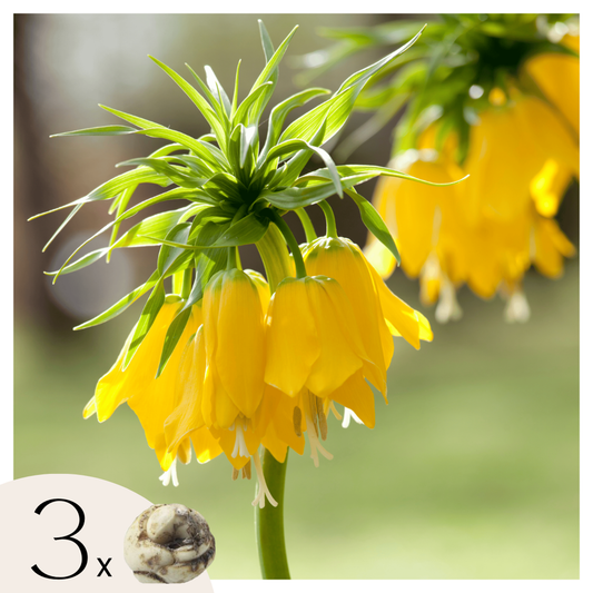 Florastore Kungsängslilja - Set Om 3 - Fritillaria 'Lutea' - Blomlökar - Geel
