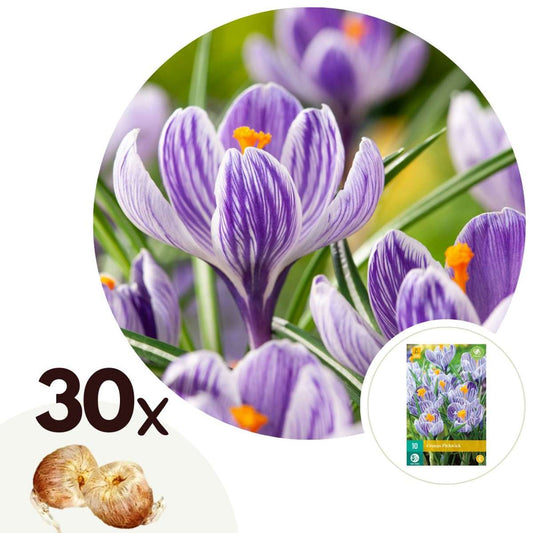 Florastore Krokuslökor - Set Om 30 - Crocus 'Pickwick' - Blomlökar - Purpur