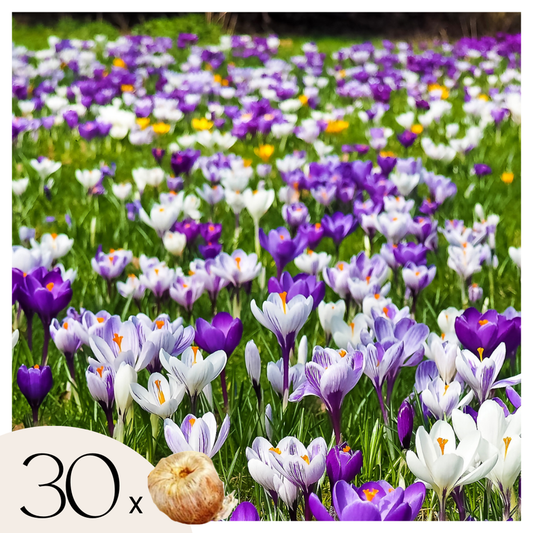 Florastore Krokuslökor - Set Om 30 - Crocus 'Large Flowering Mix' - Blomlökar - Flerfärgad