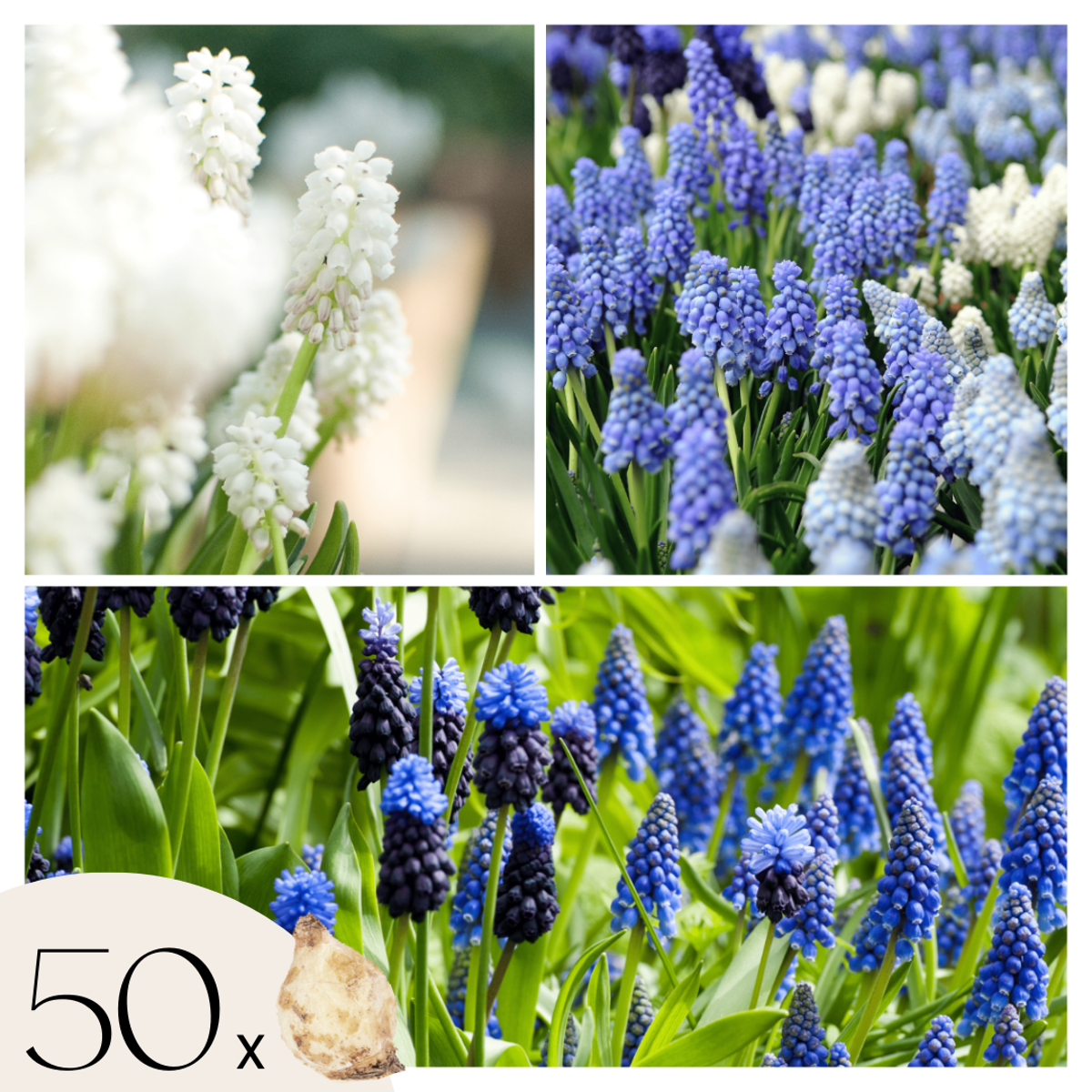 Grape Hyacinth Vitt Druvhyacint - Set Om 50 - Muscari 'Magic Mix' - Blomlökar - Flerfärgad