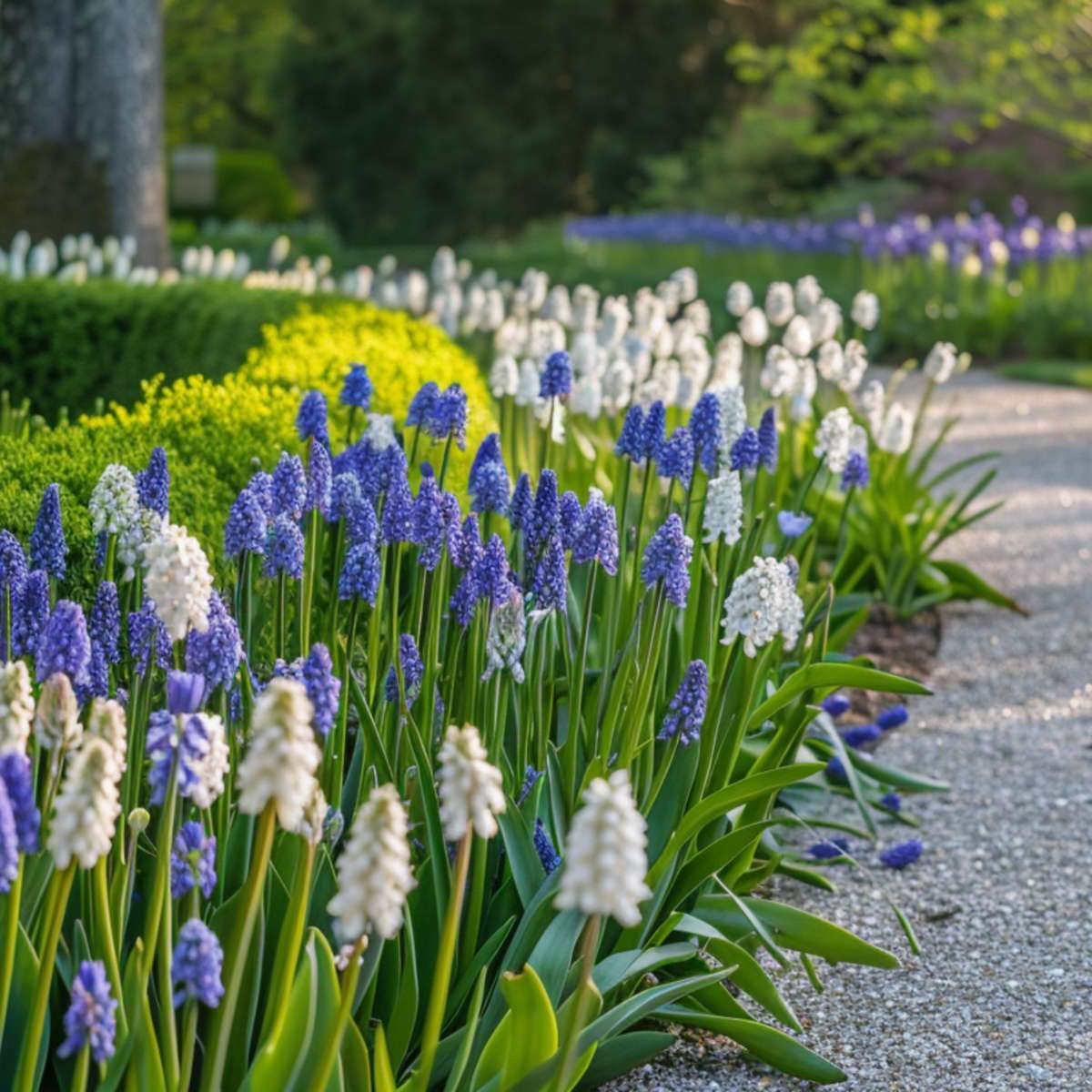 Grape Hyacinth Vitt Druvhyacint - Set Om 50 - Muscari 'Magic Mix' - Blomlökar - Flerfärgad