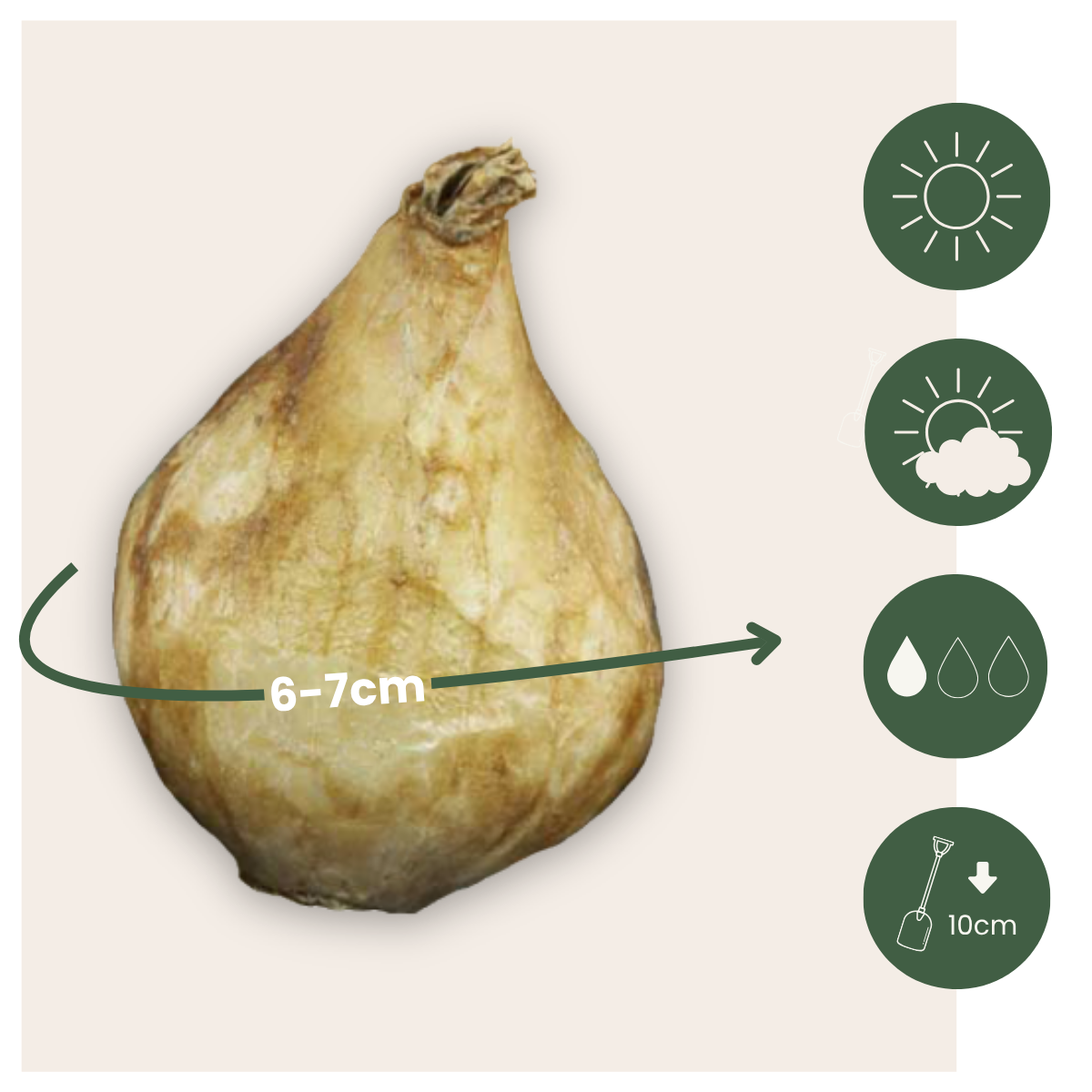 Grape Hyacinth Vitt Druvhyacint - Set Om 50 - Muscari 'Magic Mix' - Blomlökar - Flerfärgad
