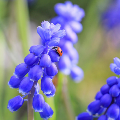 Grape Hyacinth Vitt Druvhyacint - Set Om 50 - Muscari 'Magic Mix' - Blomlökar - Flerfärgad