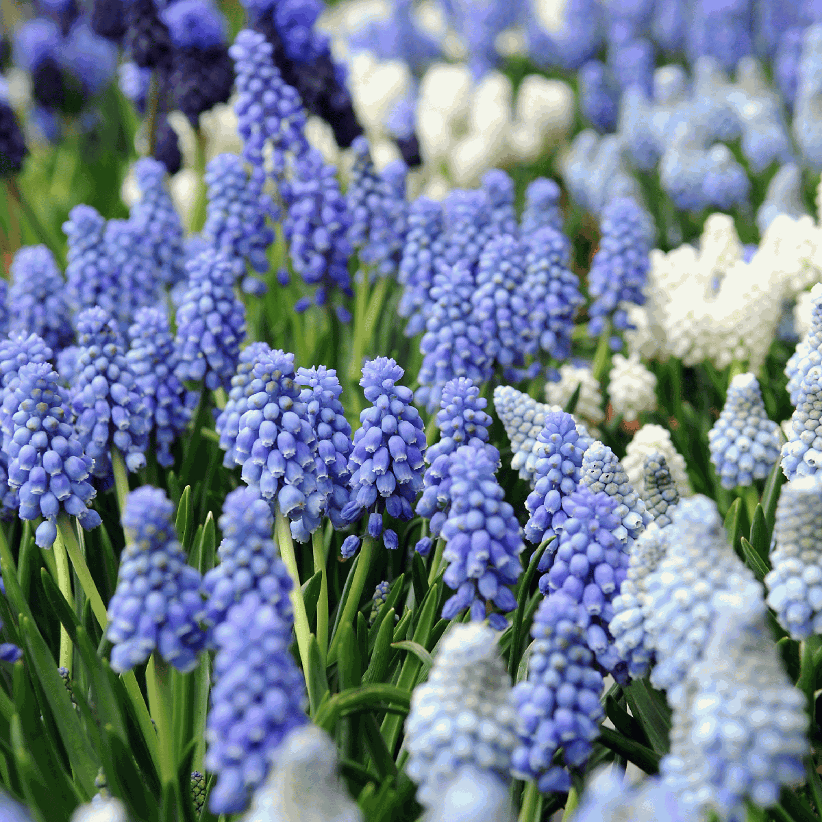 Grape Hyacinth Vitt Druvhyacint - Set Om 50 - Muscari 'Magic Mix' - Blomlökar - Flerfärgad