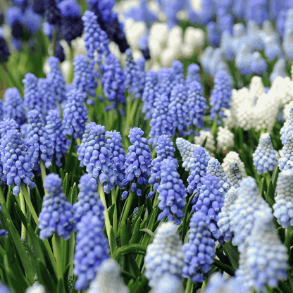 Grape Hyacinth Vitt Druvhyacint - Set Om 50 - Muscari 'Magic Mix' - Blomlökar - Flerfärgad