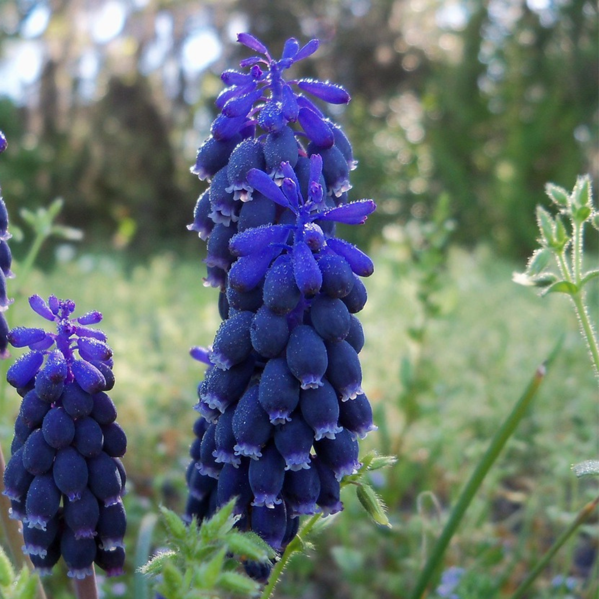 Grape Hyacinth Vitt Druvhyacint - Set Om 50 - Muscari 'Magic Mix' - Blomlökar - Flerfärgad