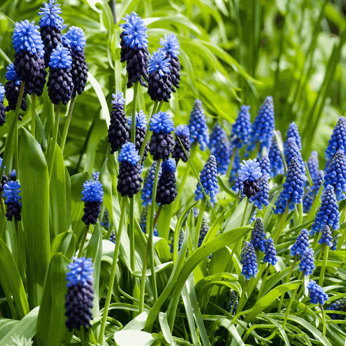Grape Hyacinth Vitt Druvhyacint - Set Om 50 - Muscari 'Magic Mix' - Blomlökar - Flerfärgad