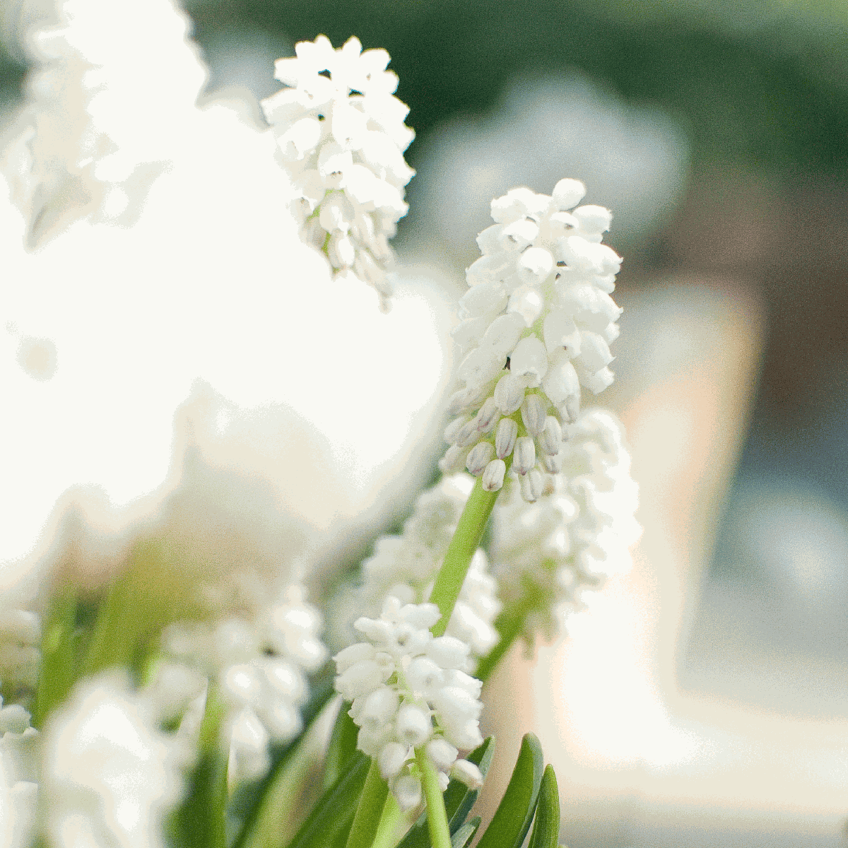 Grape Hyacinth Vitt Druvhyacint - Set Om 50 - Muscari 'Magic Mix' - Blomlökar - Flerfärgad