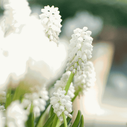 Grape Hyacinth Vitt Druvhyacint - Set Om 50 - Muscari 'Magic Mix' - Blomlökar - Flerfärgad