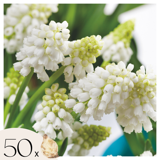 Florastore Vitt Druvhyacint - Set Om 50 - Muscari 'White Magic' - Blomlökar - Vit