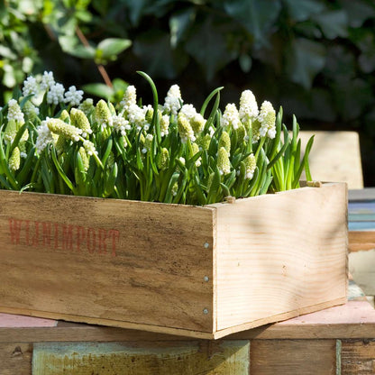 Grape Hyacinth Vitt Druvhyacint - Set Om 50 - Muscari 'White Magic' - Blomlökar - Vit