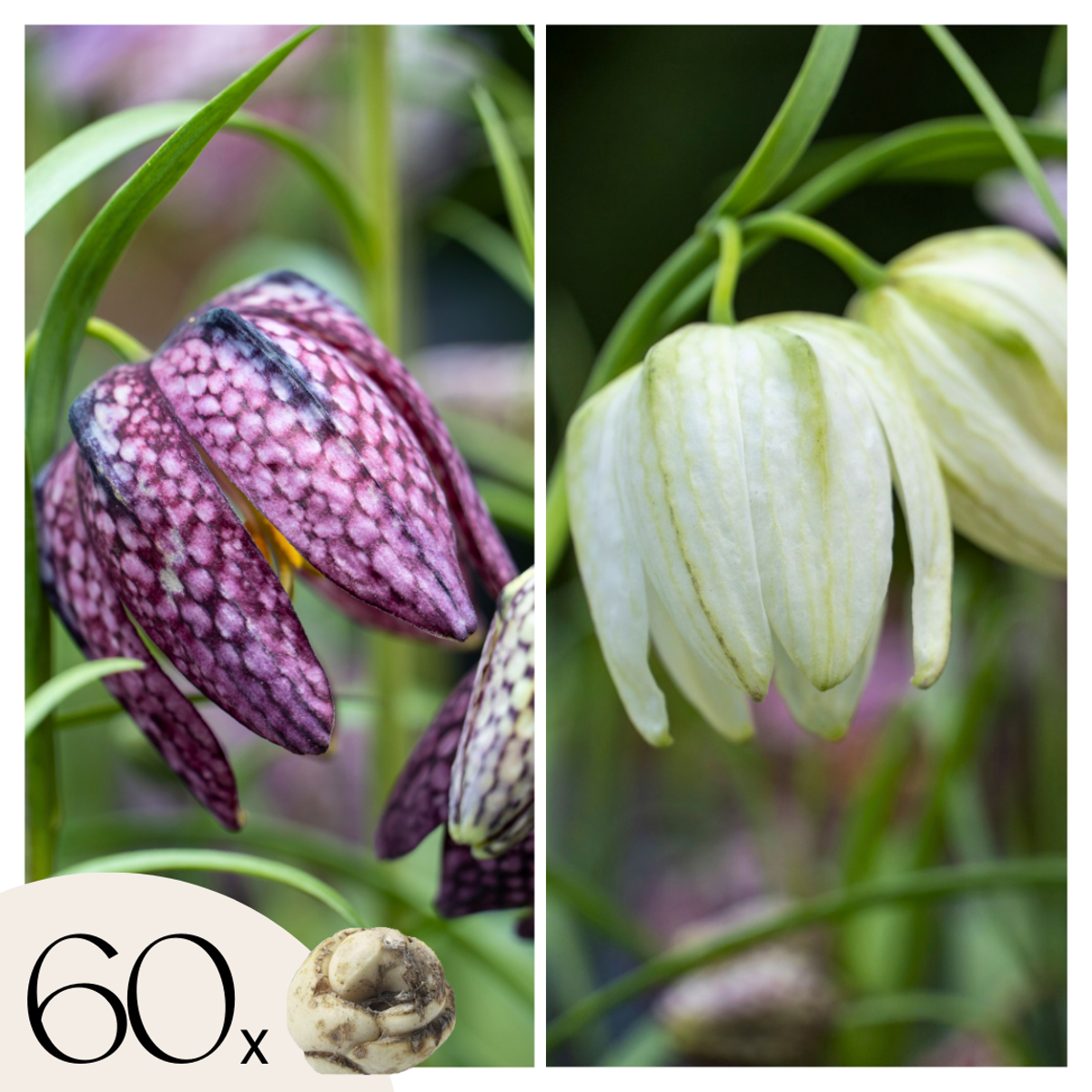 Florastore Kungsängslilja - Set Om 60 - Fritillaria 'Meleagris' - Blomlökar - Flerfärgad