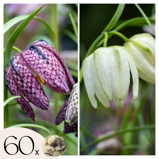 Florastore Kungsängslilja - Set Om 60 - Fritillaria 'Meleagris' - Blomlökar - Flerfärgad