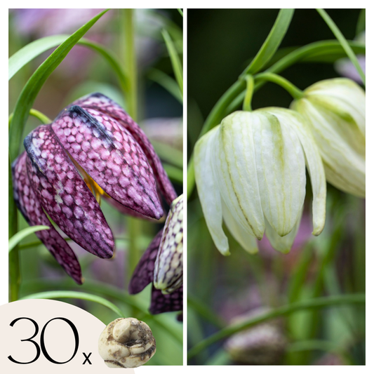 Fritillaria Kungsängslilja - Set Om 30 - Fritillaria 'Meleagris' - Blomlökar - Flerfärgad
