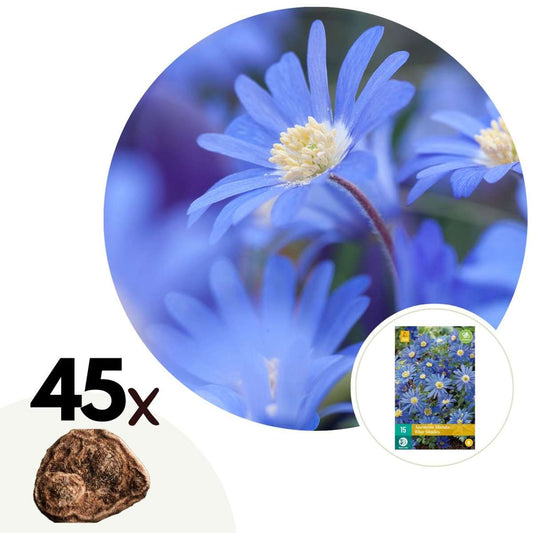 Florastore Anemon - Set Om 45 - Anemone Coronaria 'Blue Shades' - Blomlökar - Blå