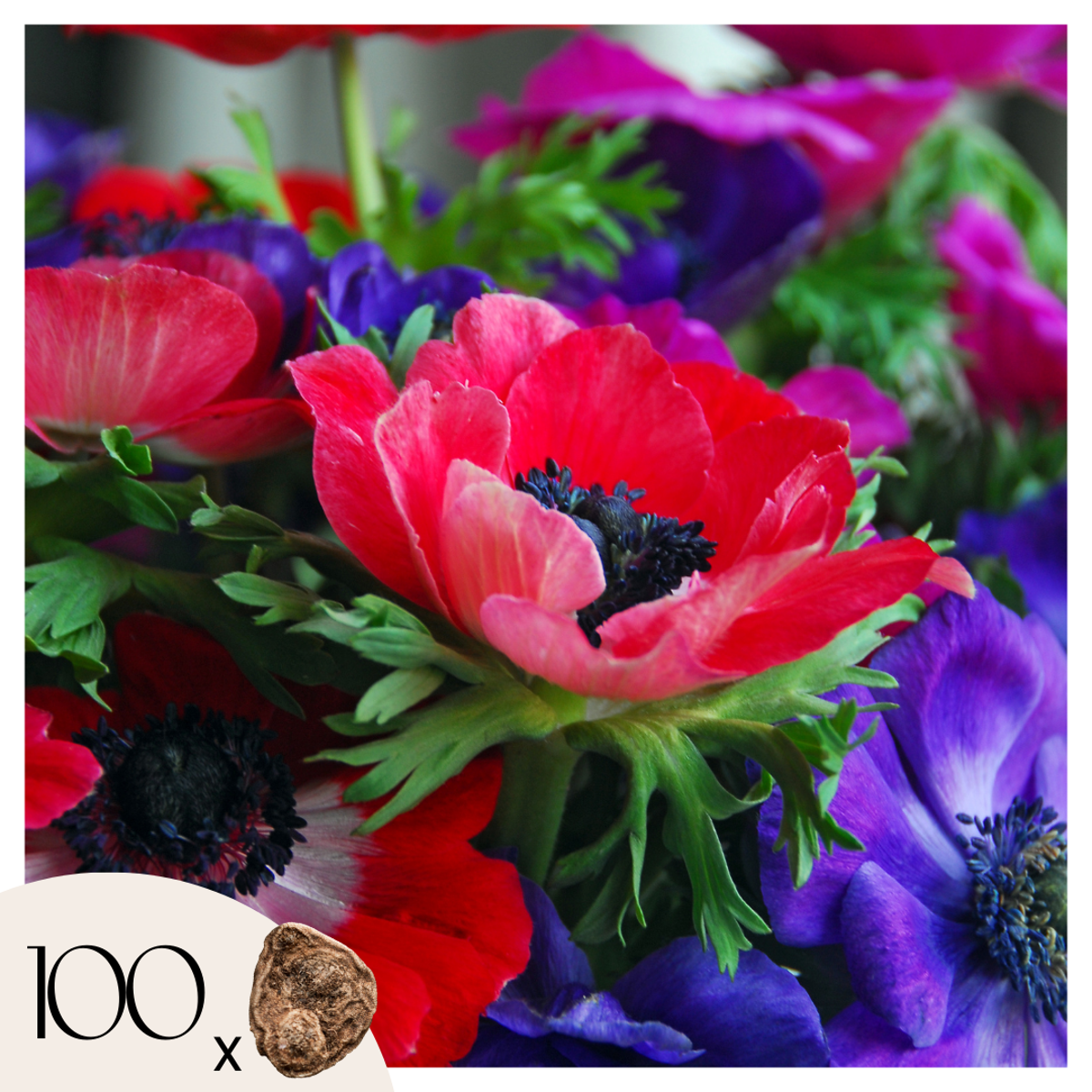 Florastore Anemon - Set Om 100 - Anemoon De Caen - Blomlökar - Flerfärgad