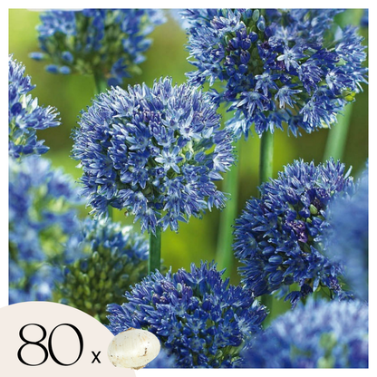 Allium Lökar - Set Om 80 - Allium 'Caeruleum' - Blomlökar - Blå