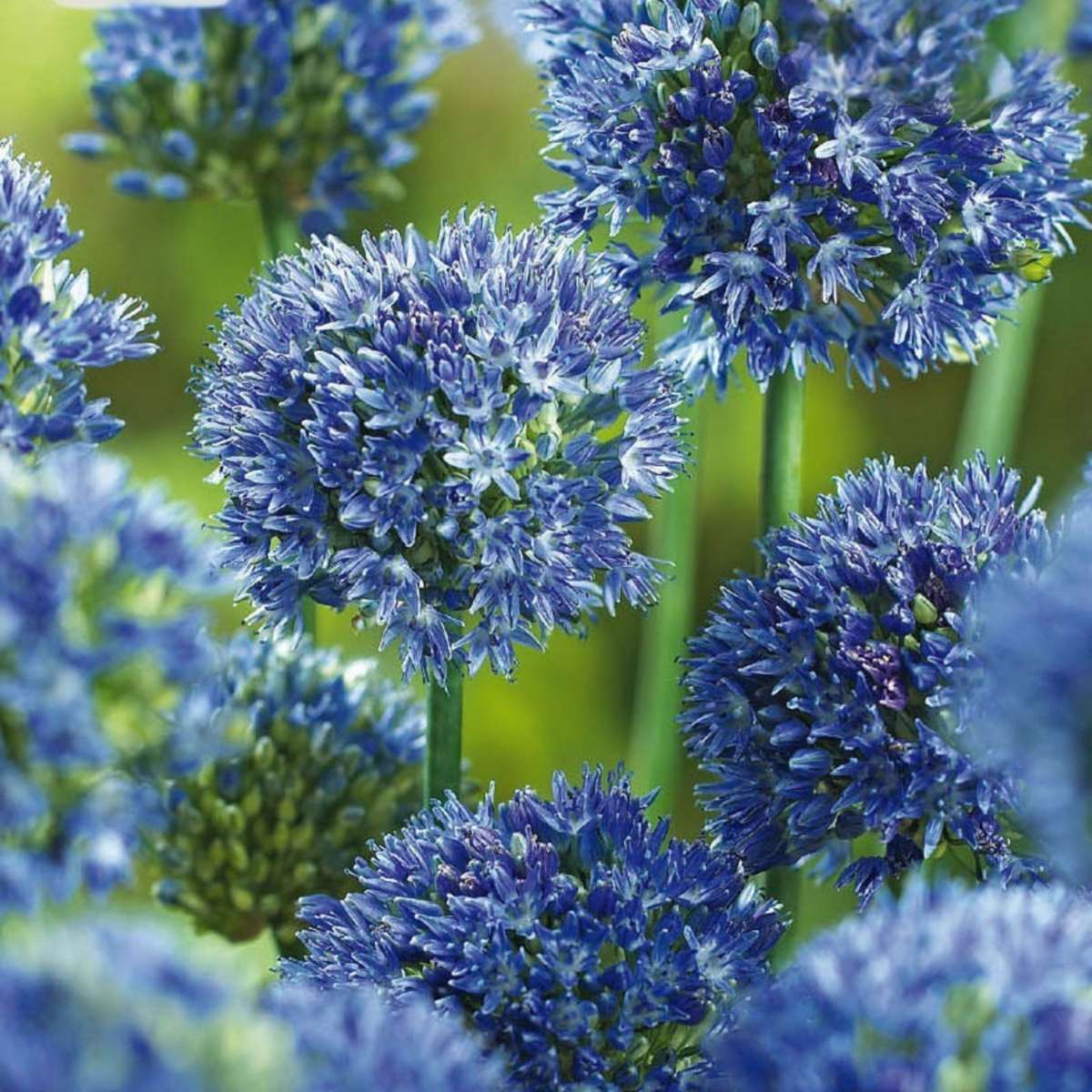 Allium Lökar - Set Om 80 - Allium 'Caeruleum' - Blomlökar - Blå