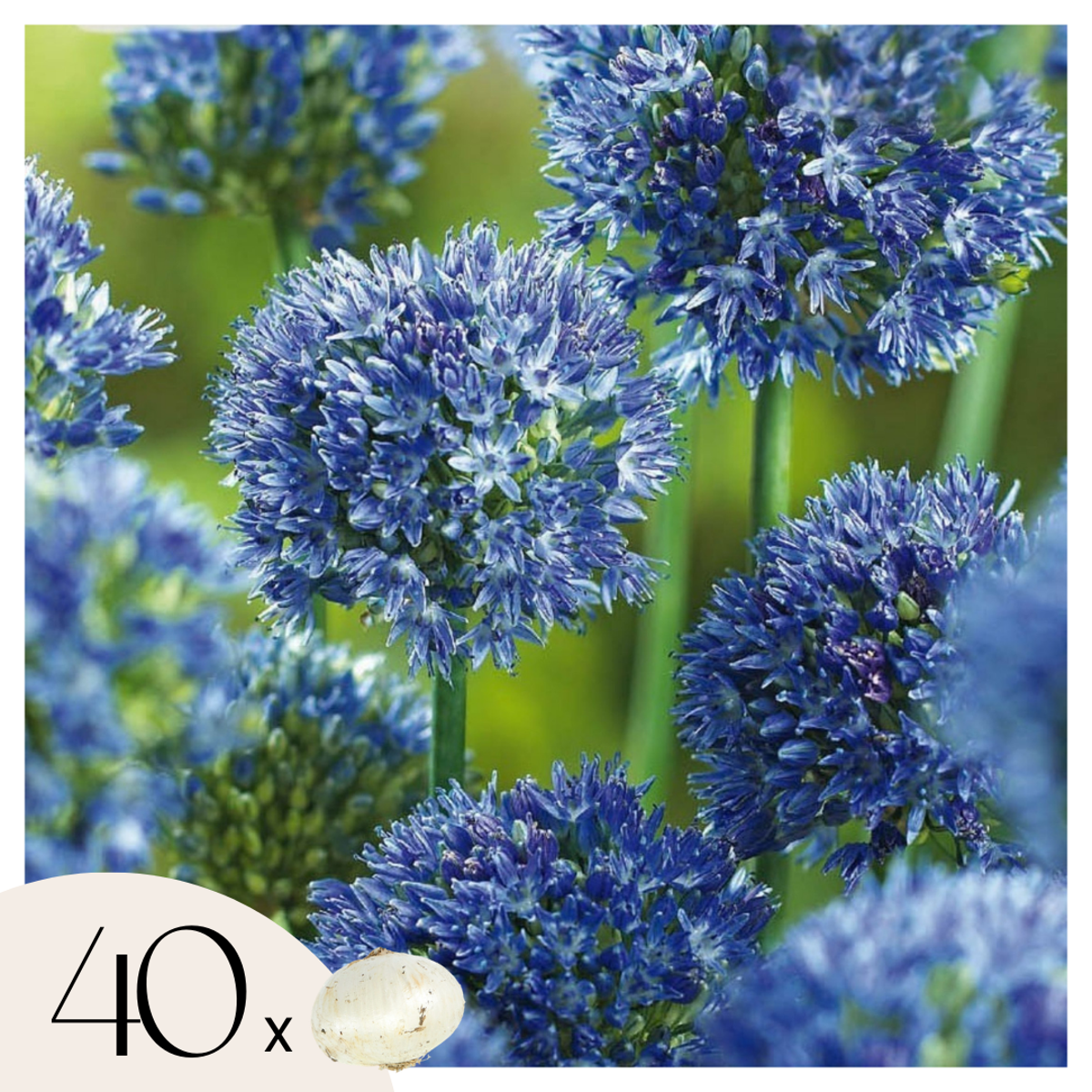 Allium Blå Prydnadslök - Allium 'Caeruleum' - Set Med 40 Blomsterlökar