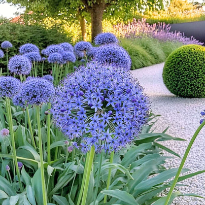 Allium Blå Prydnadslök - Allium 'Caeruleum' - Set Med 40 Blomsterlökar