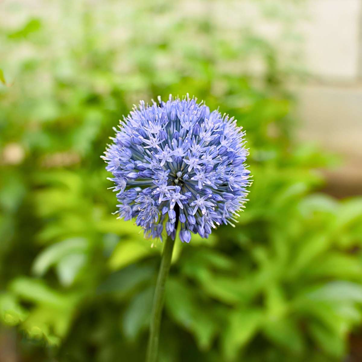 Allium Blå Prydnadslök - Allium 'Caeruleum' - Set Med 40 Blomsterlökar