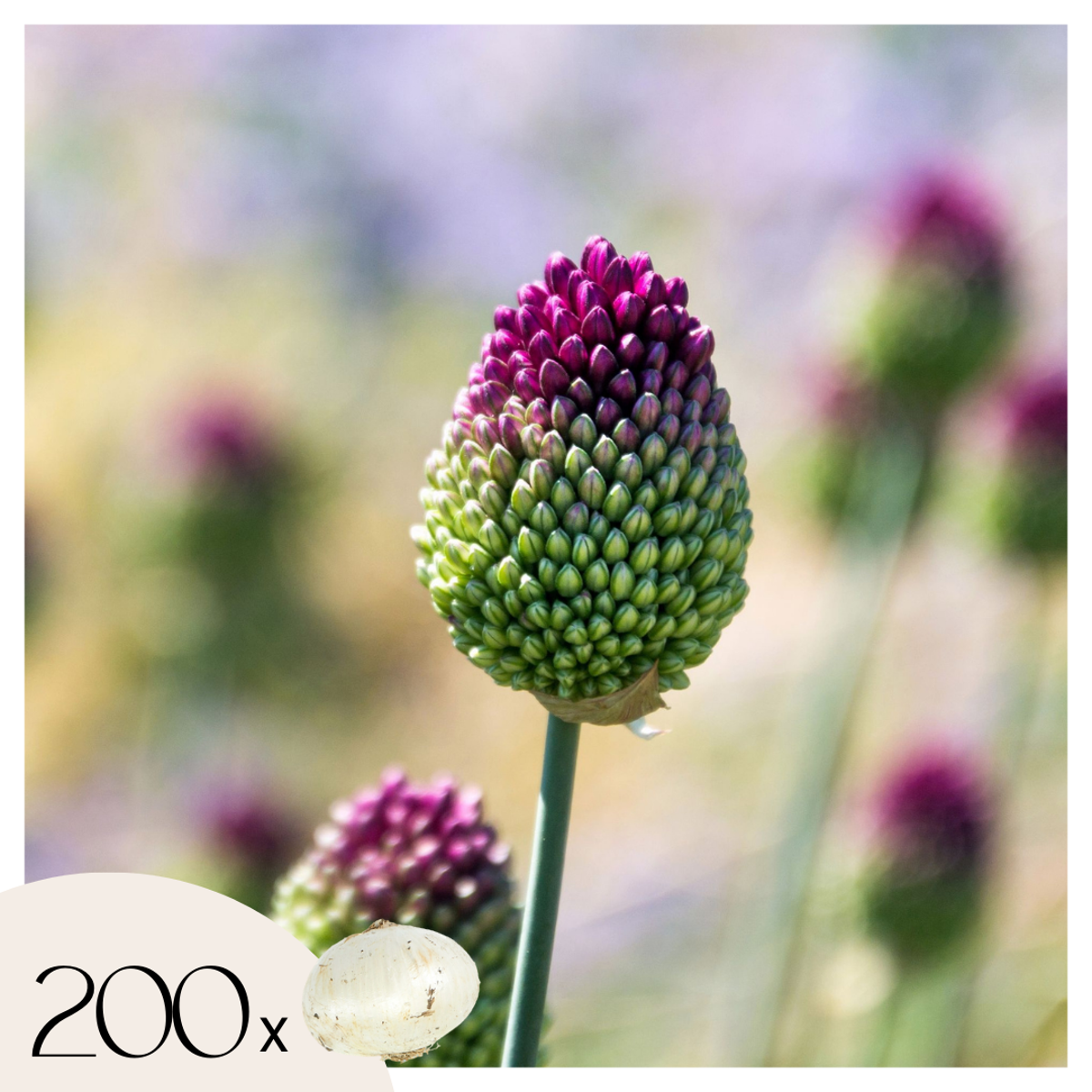 Florastore Allium Lökar - Set Om 200 - Allium 'Sphaerocephalon' - Blomlökar - Purpur