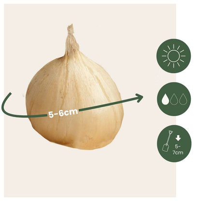 Allium Lökar - Set Om 200 - Allium 'Sphaerocephalon' - Blomlökar - Purpur