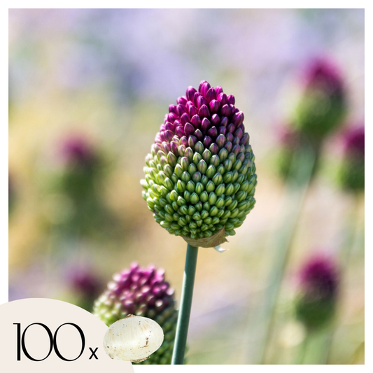 Florastore Allium Lökar - Set Om 100 - Allium 'Sphaerocephalon' - Blomlökar - Purpur
