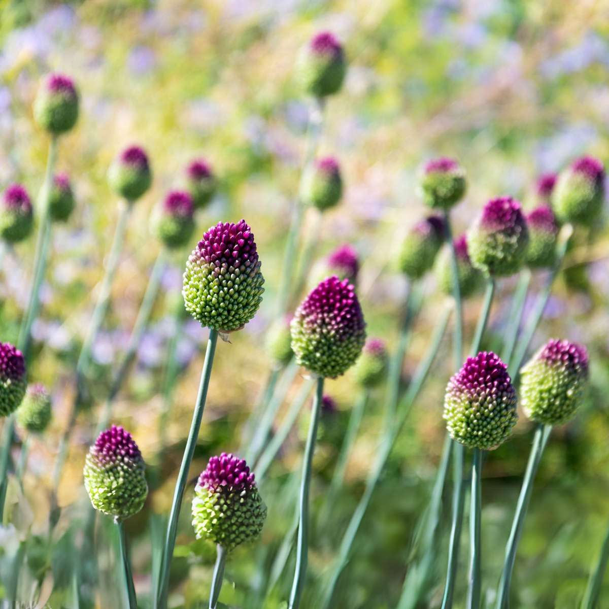 Allium Lökar - Set Om 100 - Allium 'Sphaerocephalon' - Blomlökar - Purpur