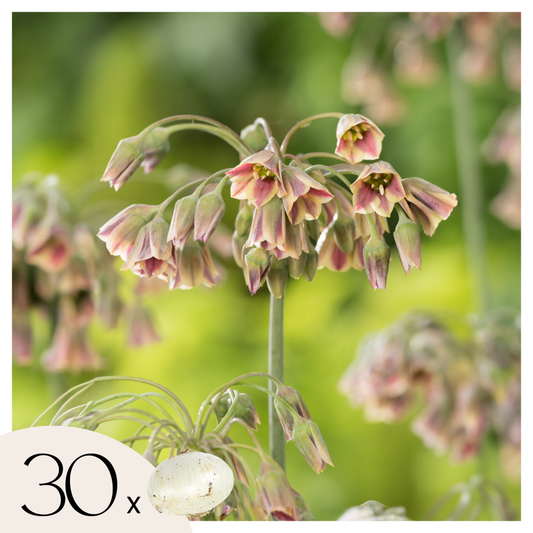 Florastore Allium Lökar - Set Om 30 - Allium 'Nectaroscordum' - Blomlökar - Rosa