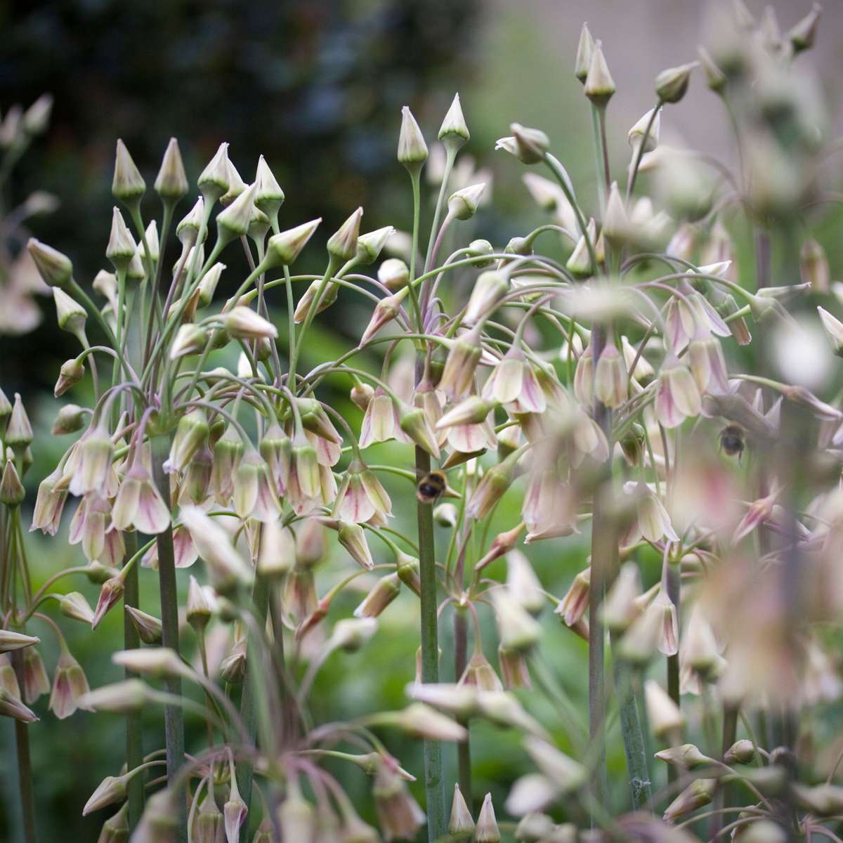Allium Lökar - Set Om 30 - Allium 'Nectaroscordum' - Blomlökar - Rosa