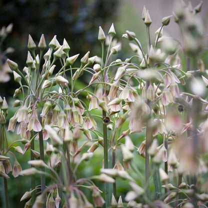 Allium Lökar - Set Om 30 - Allium 'Nectaroscordum' - Blomlökar - Rosa
