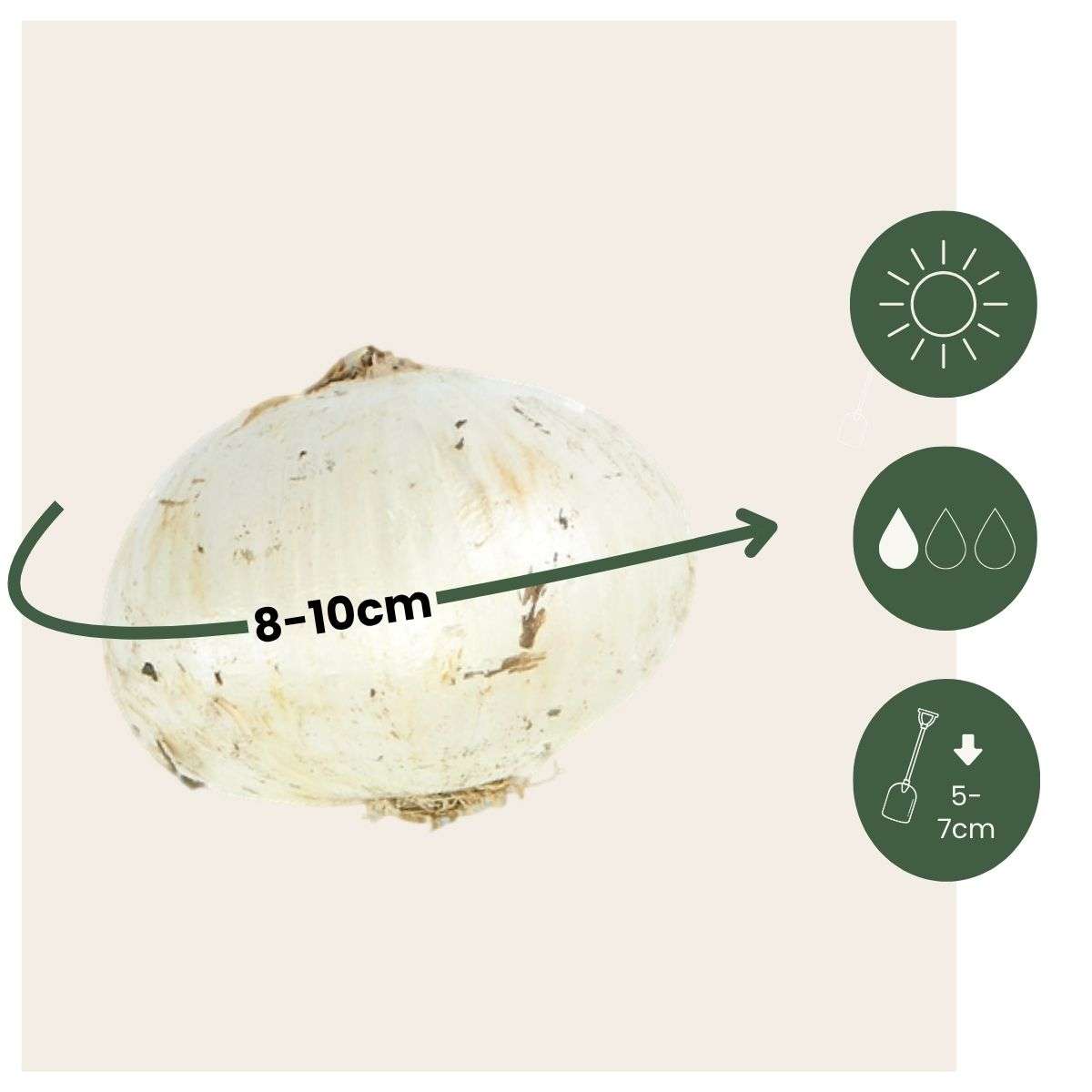 Allium Lökar - Set Om 30 - Allium 'Nectaroscordum' - Blomlökar - Rosa