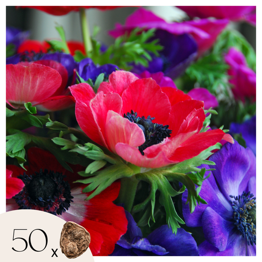 Florastore Anemon - Set Om 50 - Anemoon De Caen - Blomlökar - Flerfärgad