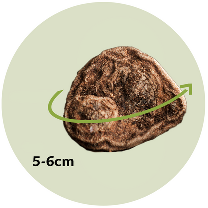 Florastore Anemon - Set Om 50 - Anemoon De Caen - Blomlökar - Flerfärgad