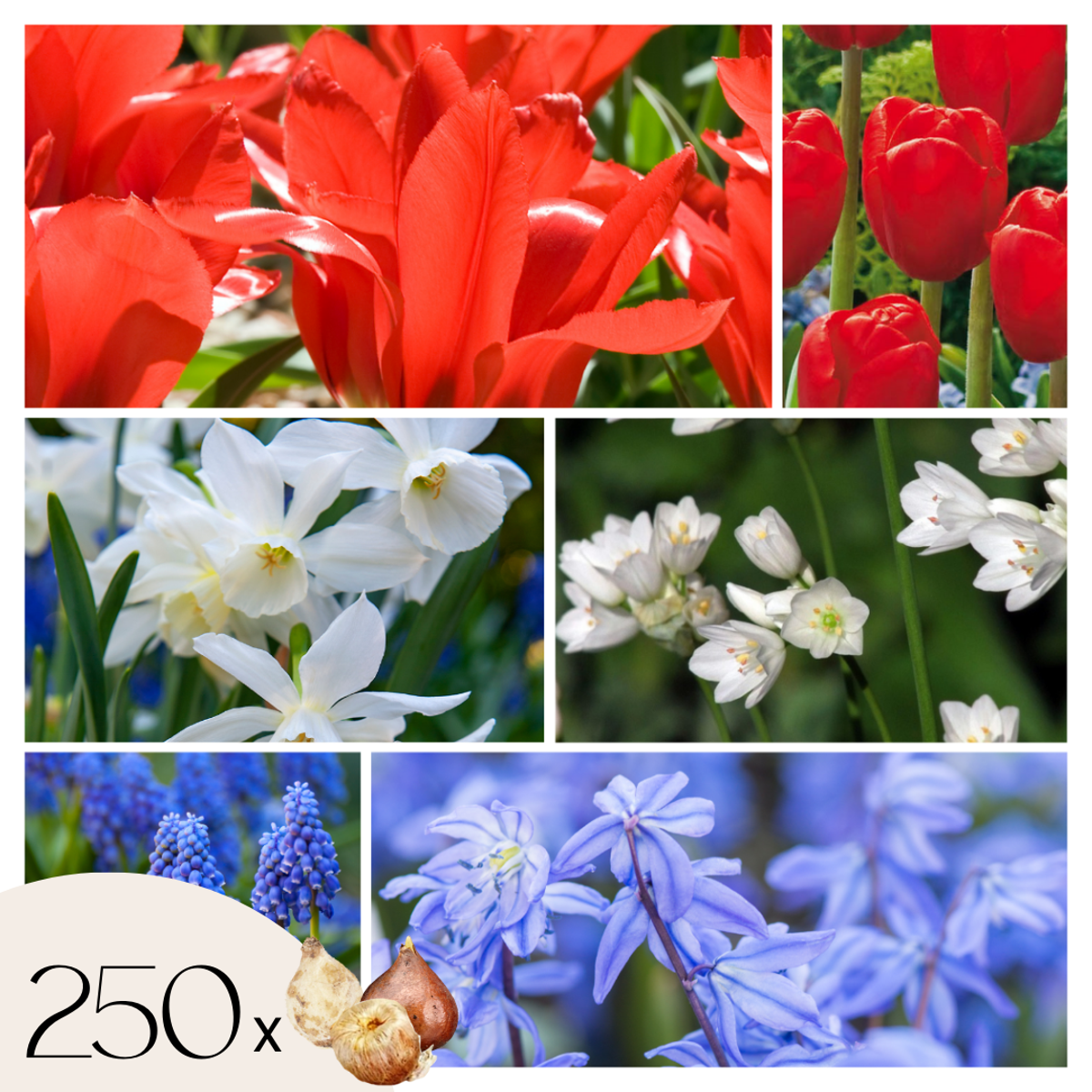 Florastore Blomlökar Från Holland - Set Om 250 - Tulipa Narcissus Scilla Allium Muscari