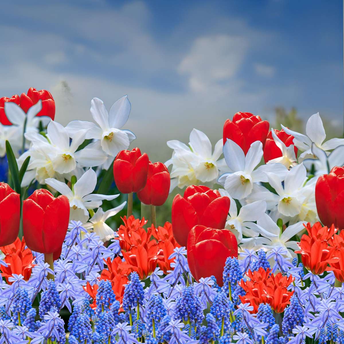 Bulb Mix Blomlökar Från Holland - Set Om 250 - Tulipa Narcissus Scilla Allium Muscari