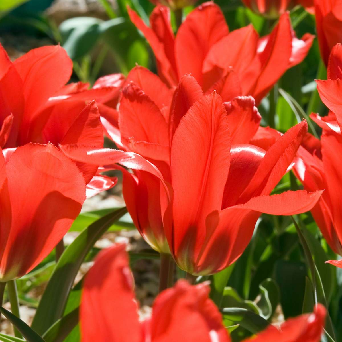 Bulb Mix Blomlökar Från Holland - Set Om 250 - Tulipa Narcissus Scilla Allium Muscari