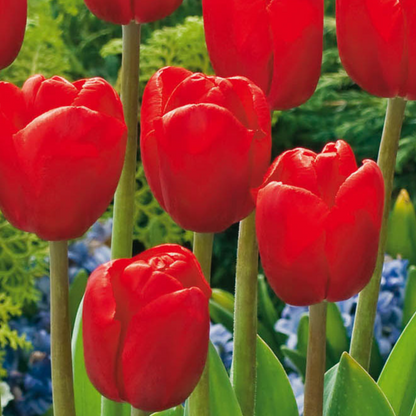 Bulb Mix Blomlökar Från Holland - Set Om 250 - Tulipa Narcissus Scilla Allium Muscari