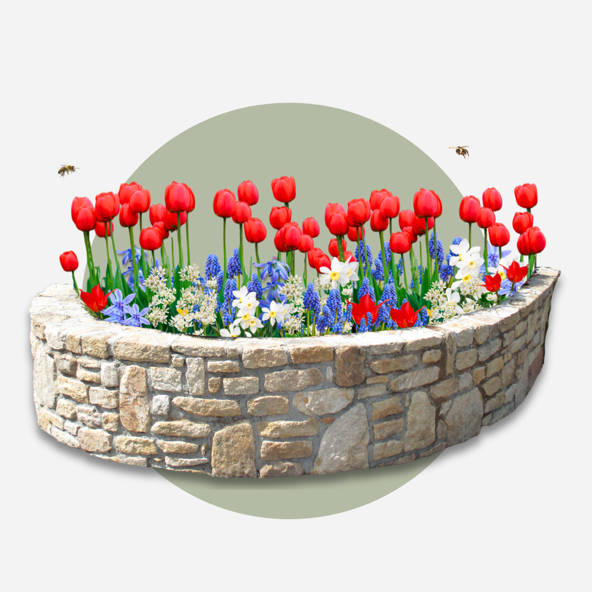 Bulb Mix Blomlökar Från Holland - Set Om 250 - Tulipa Narcissus Scilla Allium Muscari