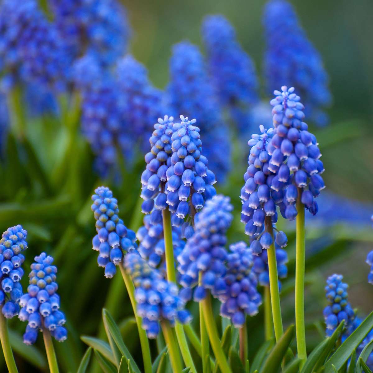 Bulb Mix Blomlökar Från Holland - Set Om 250 - Tulipa Narcissus Scilla Allium Muscari