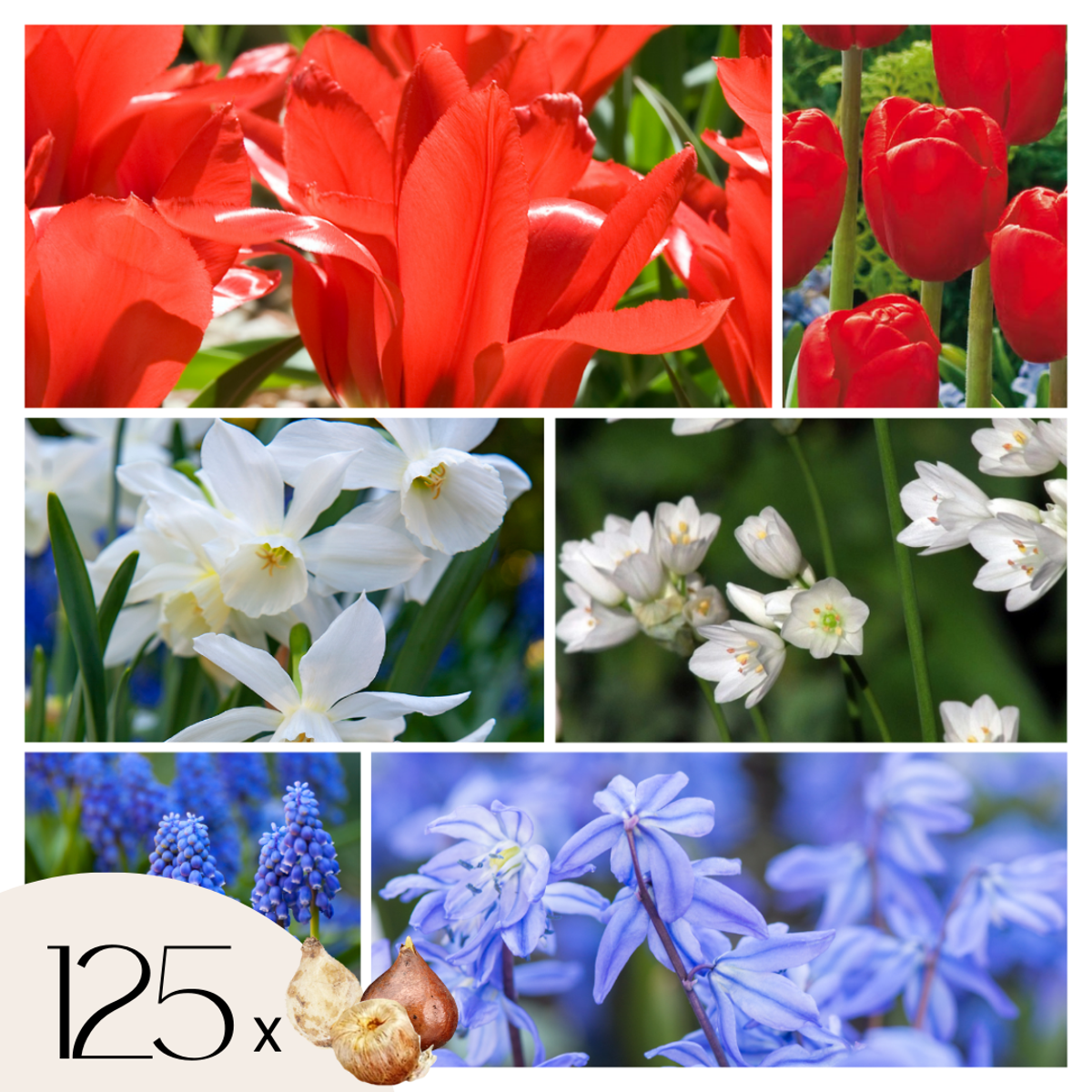 Florastore Blomlökar Från Holland - Set Om 125 - Tulipa Narcissus Scilla Allium Muscari