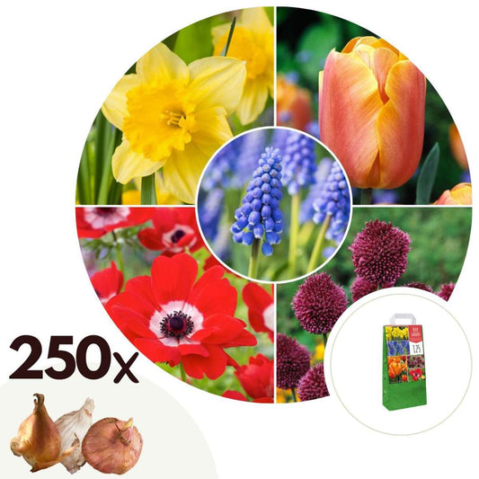 Florastore Blomlökpaket - Set Om 250 - Tulipa, Anem. Narcis. Allium, Muscari - Blomlökar