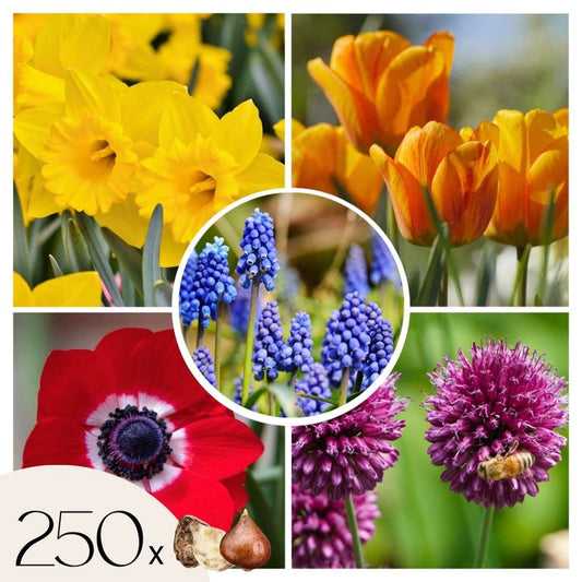 Bulb Mix Blomlökpaket - Set Om 250 - Tulipa, Anem. Narcis. Allium, Muscari - Blomlökar