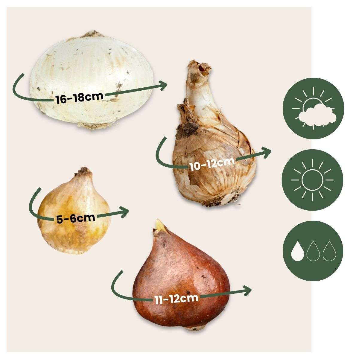 Bulb Mix Blomlökpaket - Set Om 250 - Tulipa, Anem. Narcis. Allium, Muscari - Blomlökar